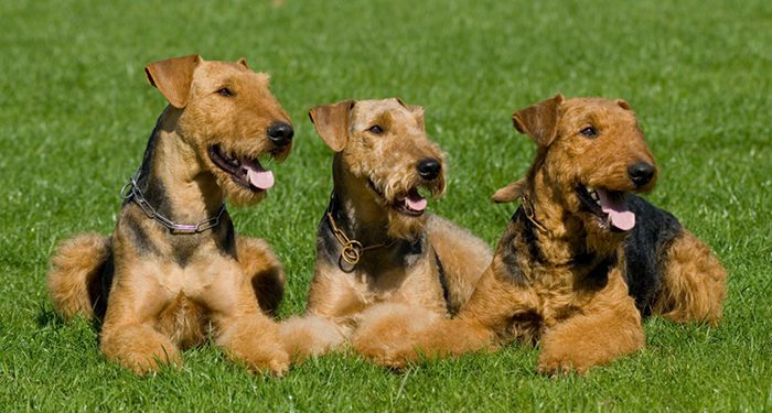 How To Care For Airedale Terrier