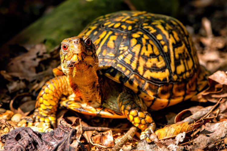 How To Care For An Eastern Box Turtle? | MyPetCareJoy