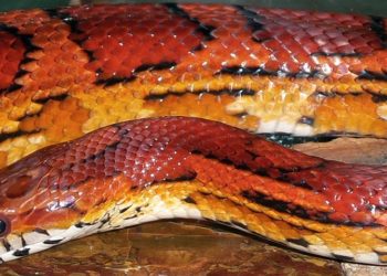 How To Determine A Corn Snake's Age