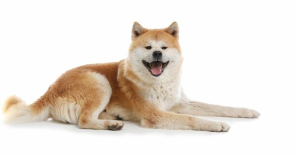 How To Groom Akita? Grooming Tips for Akitas | MyPetCareJoy