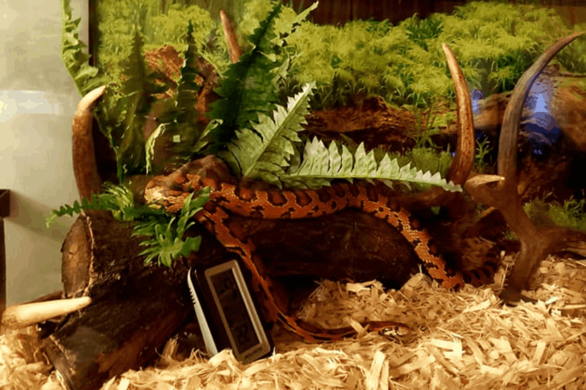 How To Set Up A Corn Snake Tank? MyPetCareJoy