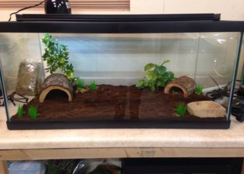 How To Set Up A Corn Snake Tank