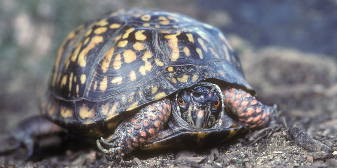 How To Tell The Age Of A Box Turtle? | MyPetCareJoy