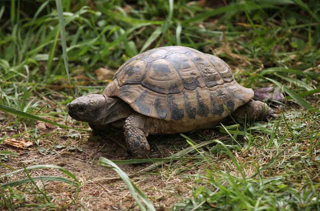 How To Tell The Age Of A Box Turtle? | MyPetCareJoy