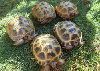 How To Tell The Age Of A Box Turtle