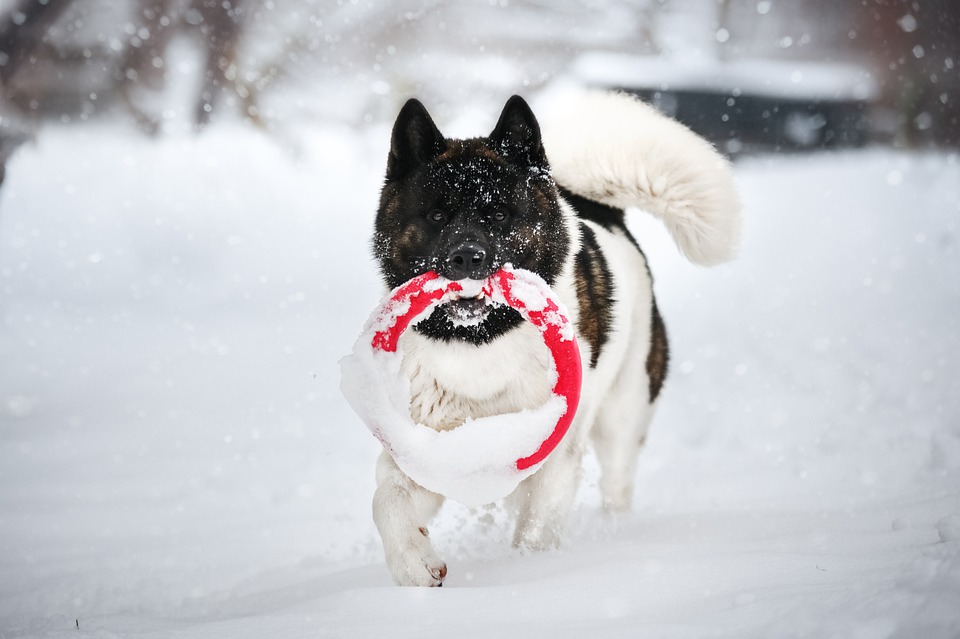 How To Train An Akita? | MyPetCareJoy