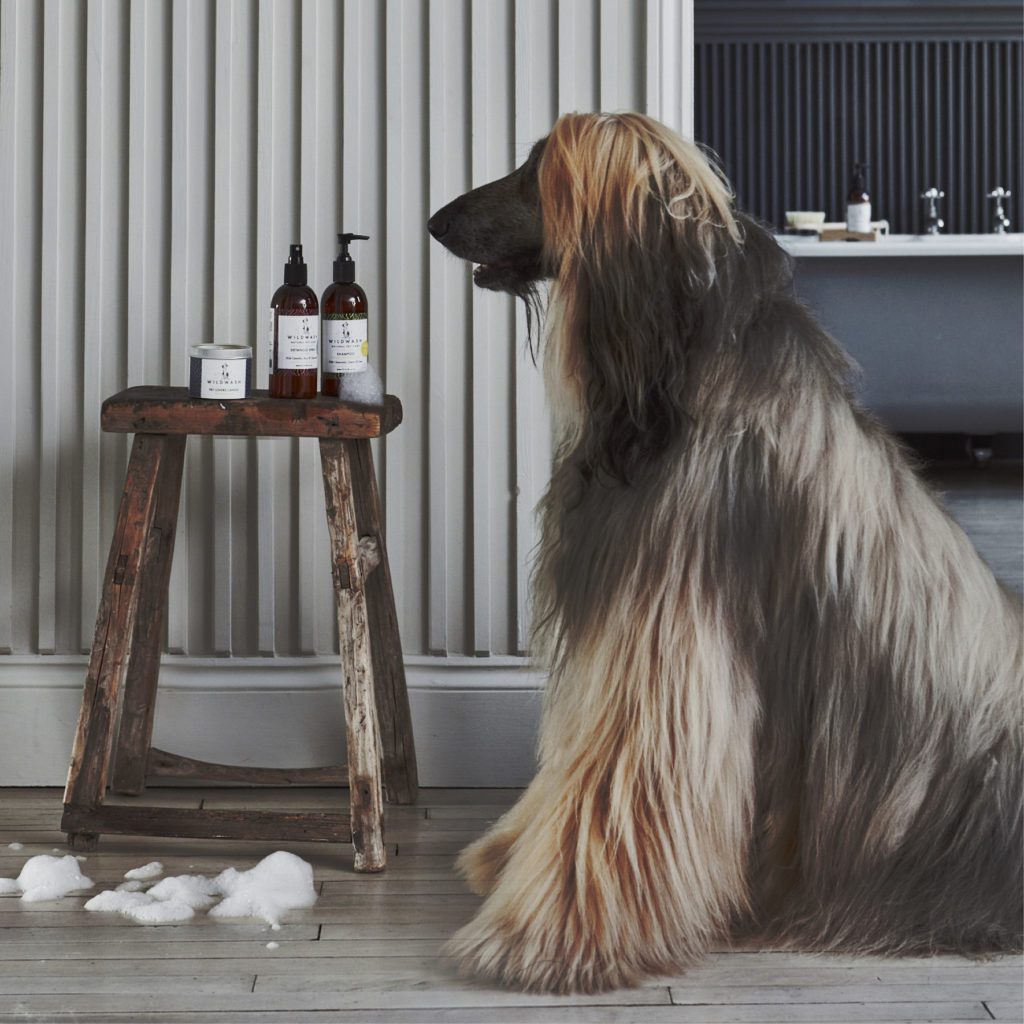 How To Wash Afghan Hound? MyPetCareJoy