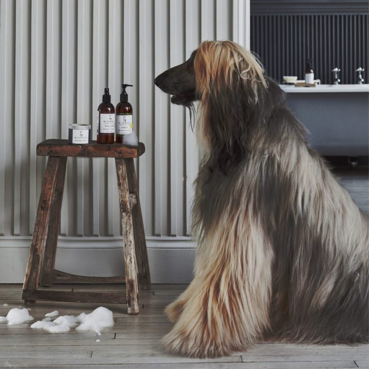 How To Wash Afghan Hound? MyPetCareJoy
