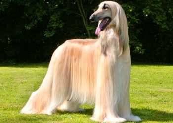 How To Wash Afghan Hound