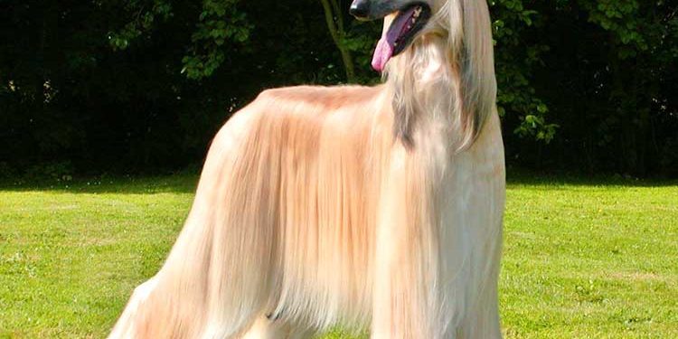 How To Wash Afghan Hound