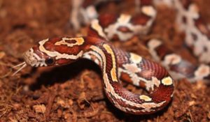 Supplies You Need For A Pet Corn Snake