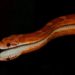 What Supplies Do You Need For A Pet Corn Snake