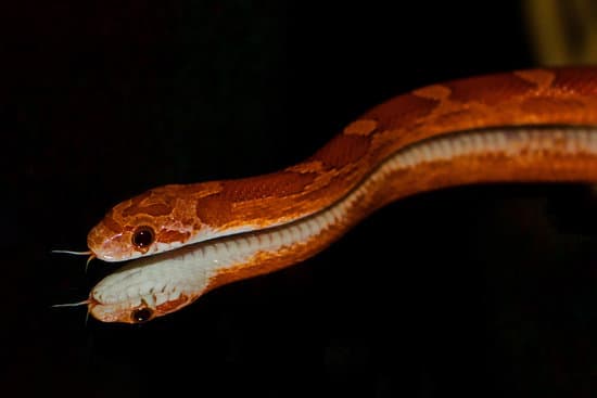 What Supplies Do You Need For A Pet Corn Snake
