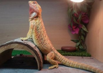 Why Is My Bearded Dragon Not Basking