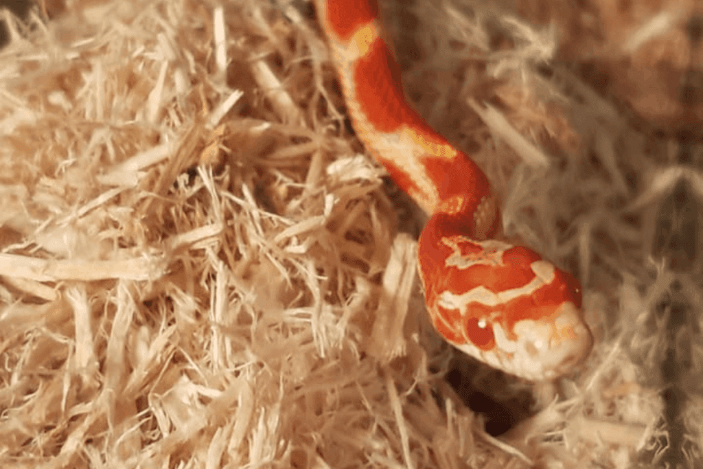 Why Won’t My Corn Snake Eat? MyPetCareJoy