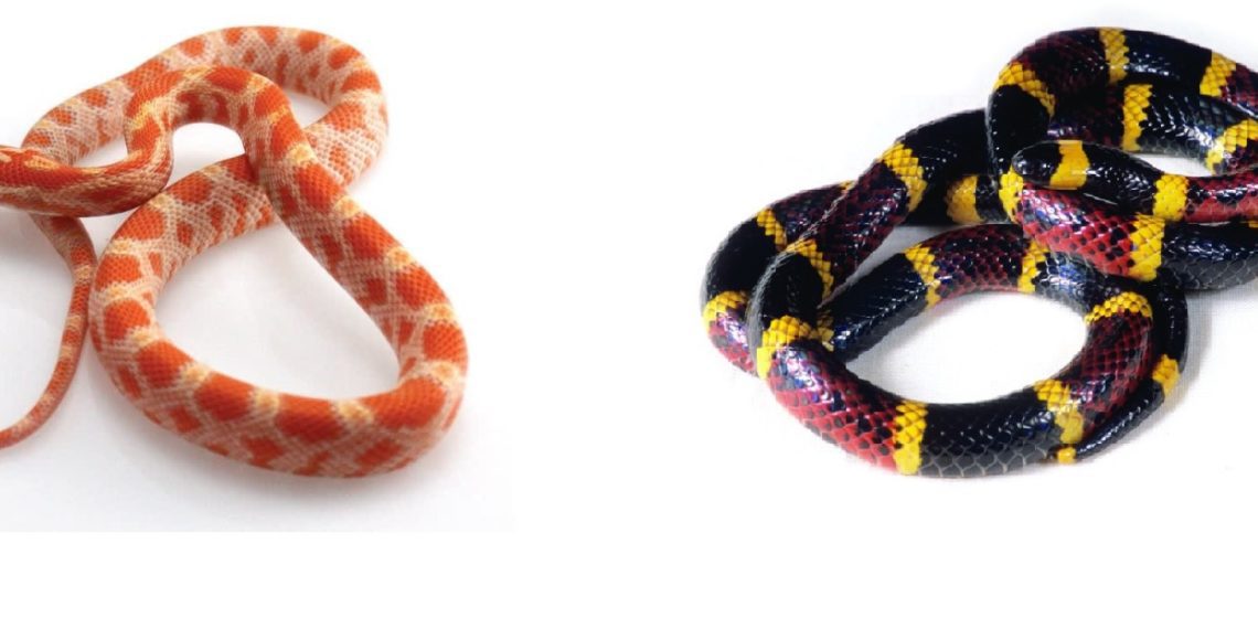 Corn Snake vs Coral Snake MyPetCareJoy