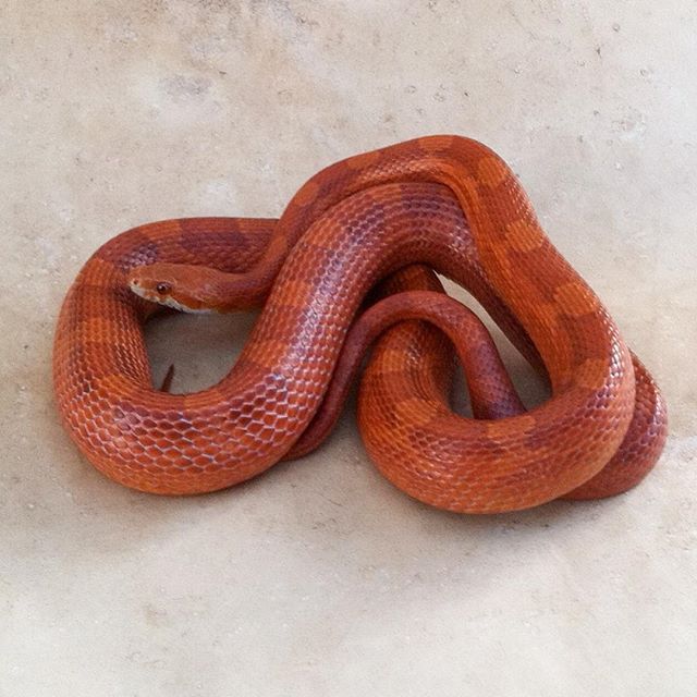 diffused corn snake MyPetCareJoy