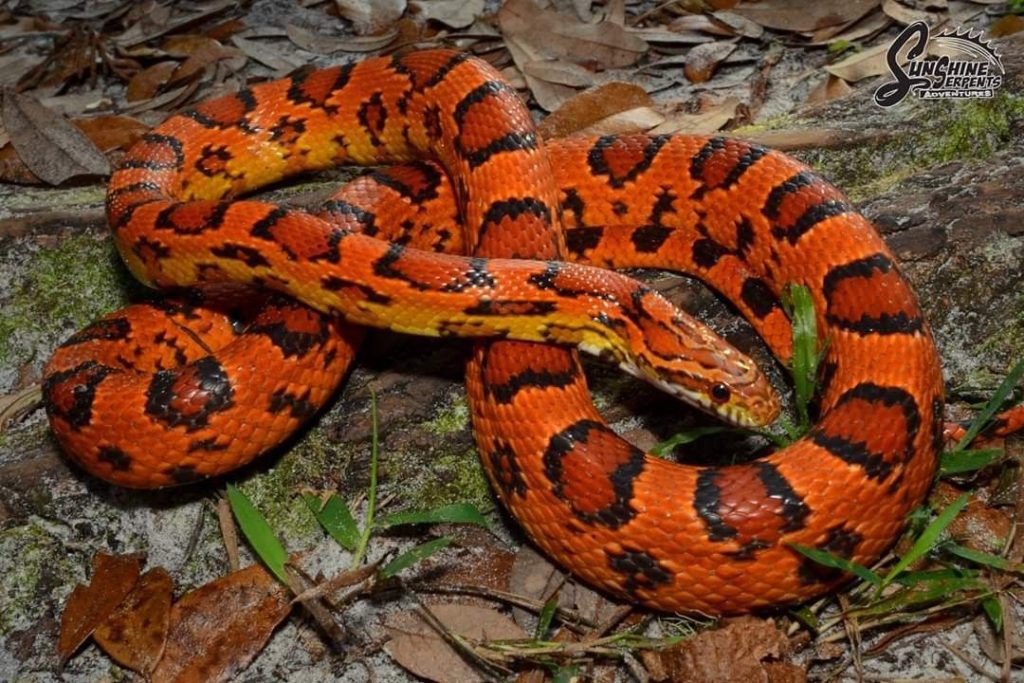 Best Corn Snake Morphs MyPetCareJoy