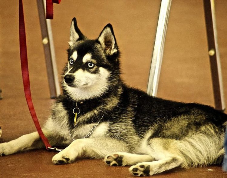 Do Alaskan Klee Kai Shed Hair? Alaskan Klee Kai Shedding | MyPetCareJoy