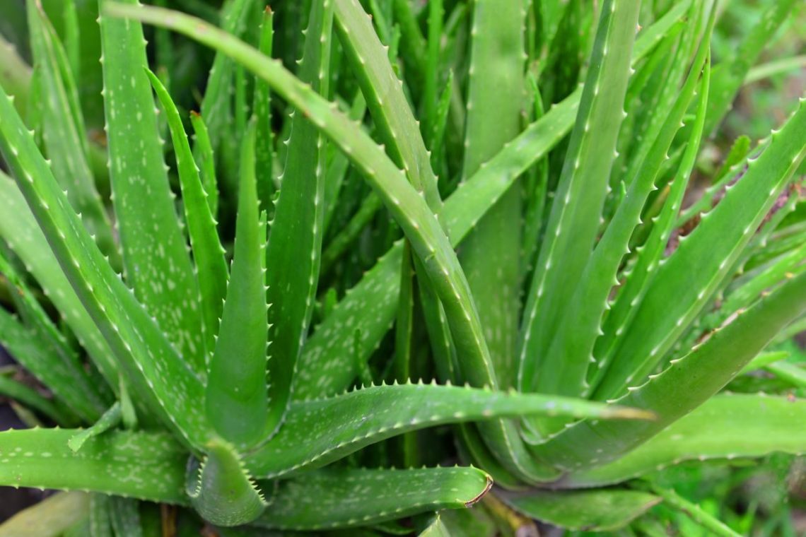 Best Plants For Tortoises MyPetCareJoy