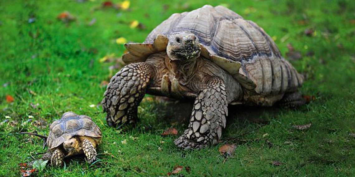 Are Tortoises Safe Pets For Families? MyPetCareJoy