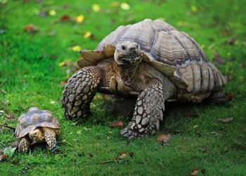 Are Tortoises Safe Pets For Families