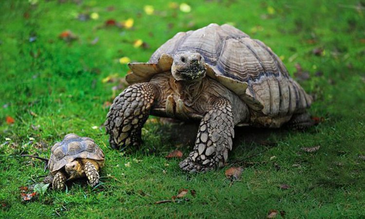 Are Tortoises Safe Pets For Families