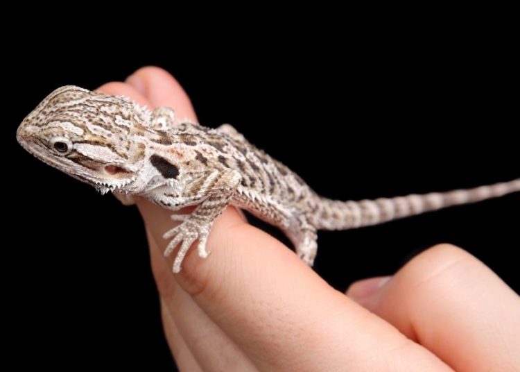 3 Best Bearded Dragon Nail Clippers MyPetCareJoy