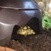 Best Hide Boxes For Turtles