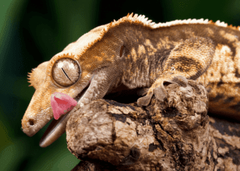 Best Isopods For Crested Geckos