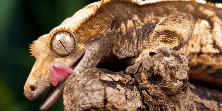 Best Isopods For Crested Geckos