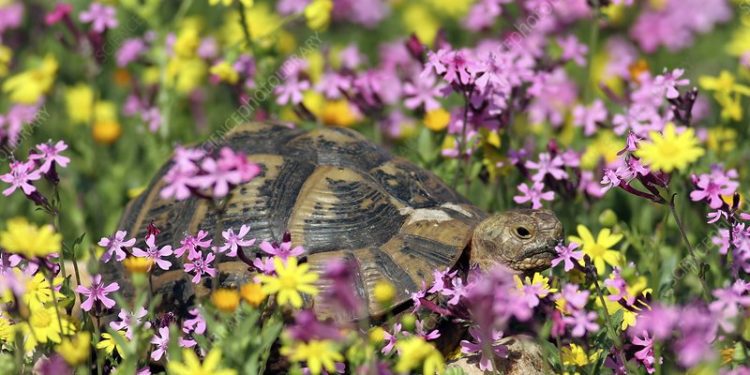 Best Plants For Tortoises