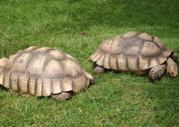Best Substrate For Tortoises