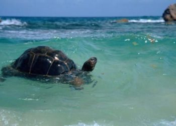 Can Tortoise Swim