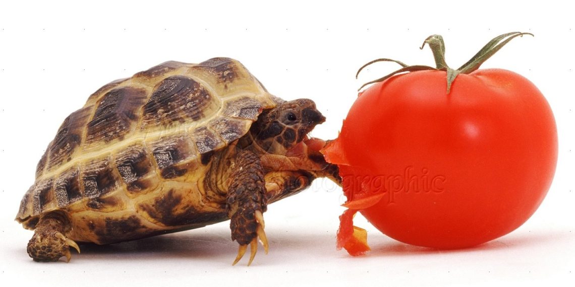 Can Tortoises Eat Tomatoes? | MyPetCareJoy