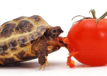 Can Tortoises Eat Tomatoes