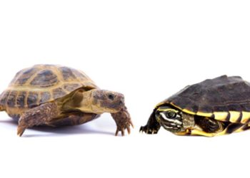 Difference Between A Turtle And A Tortoise