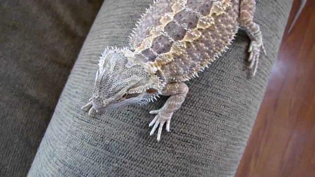 How To Tell If You Have A German Giant Bearded Dragon? | MyPetCareJoy