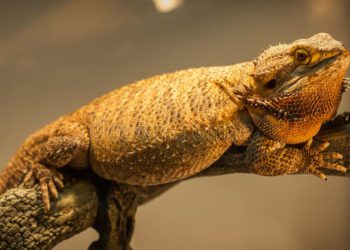 German Giant Bearded Dragon