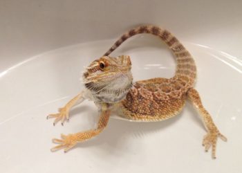 How To Bathe A Bearded Dragon