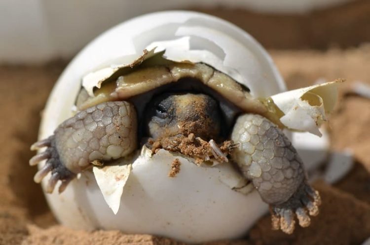 How To Incubate Tortoise Eggs