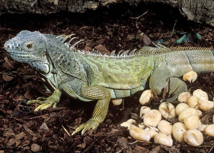 10 Best Iguana Morphs (Updated) MyPetCareJoy
