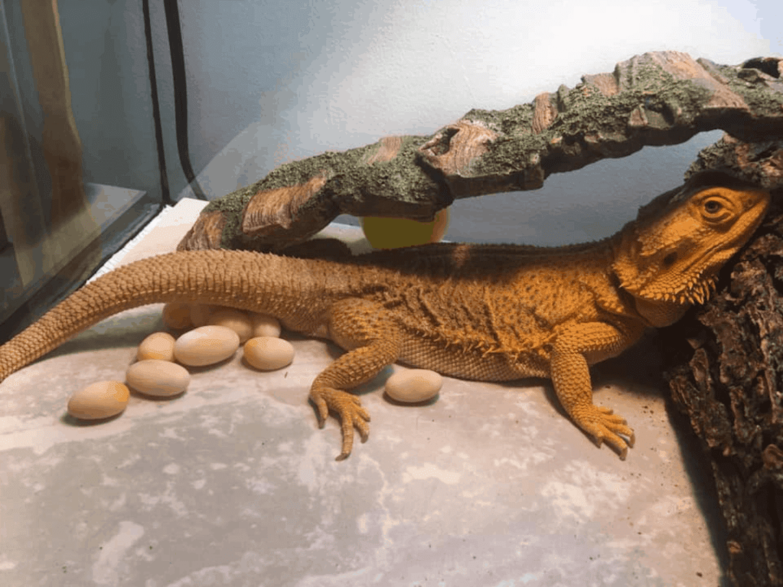 Do Bearded Dragons Play Dead? MyPetCareJoy