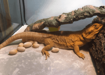 How To Tell If Bearded Dragon Eggs Are Dead