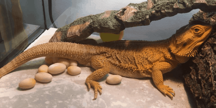 How To Tell If Bearded Dragon Eggs Are Dead