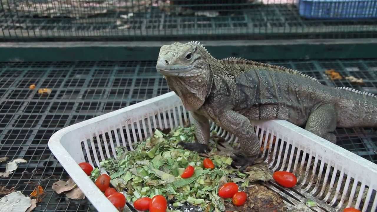 Can Iguana Eat Tomatoes? MyPetCareJoy