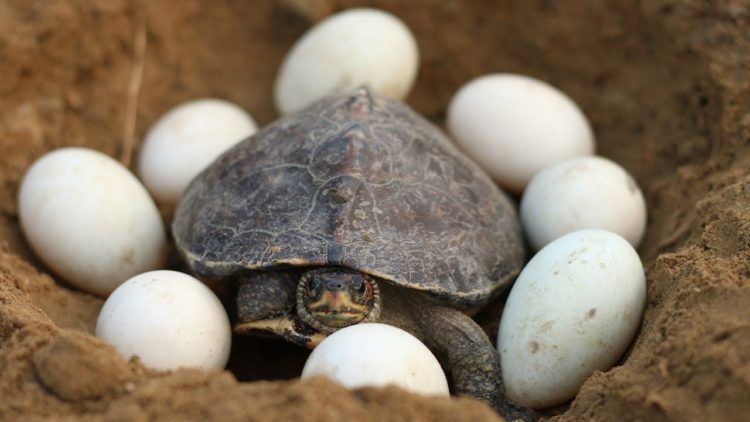 Incubate Tortoise Eggs