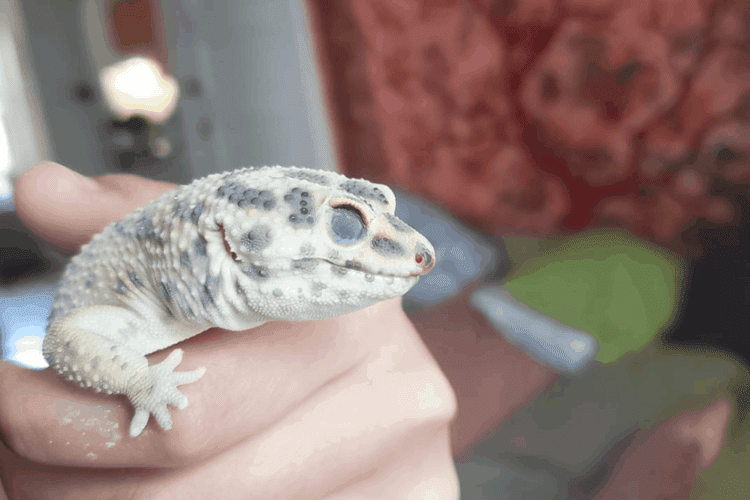 Why does my leopard gecko climb the tank? MyPetCareJoy