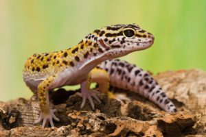 My Leopard Gecko Not Eating