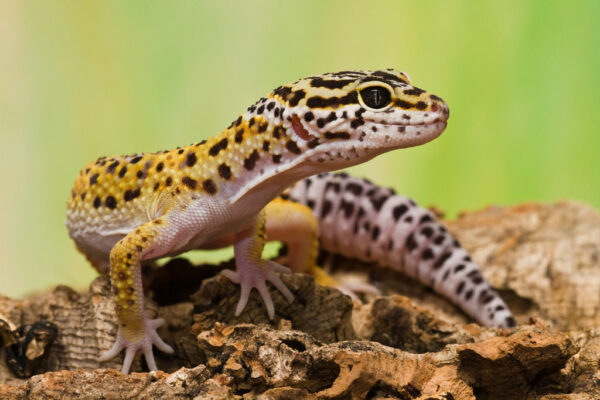 Why Is My Leopard Gecko Not Eating? | MyPetCareJoy